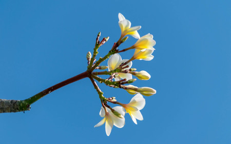 Plumeria flower white and pollen yellow beautiful on tree sky backgroundの写真素材