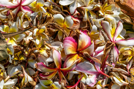 Close up of Frangipani flowers fall on the ground. (Selective focus)の写真素材