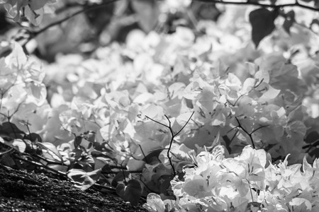 A bouquet of tropical paper flowers or bougainvillea flowers at the end of a branch on a rock (selective focus)の写真素材