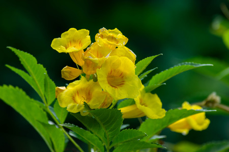 Close up of Yellow flower, Yellow elder, Yellow bells,  Trumpetflower or Tecoma stans (selective focus)の写真素材