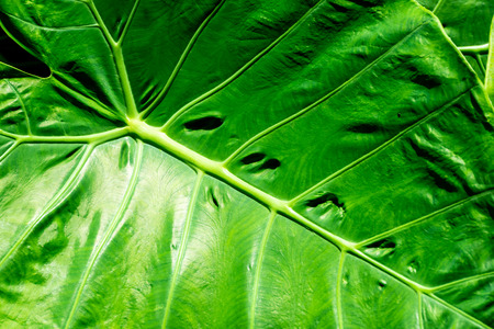 Cocoyam leaf green texture background.の写真素材