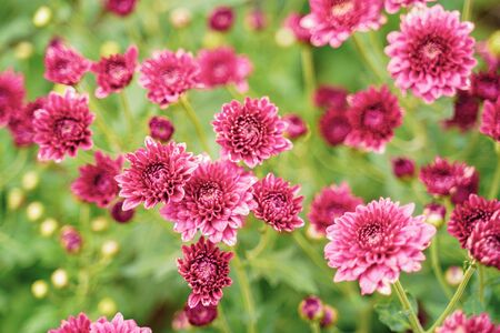 Chrysanthemum flowers blooming in a garden. (selective focus)の写真素材