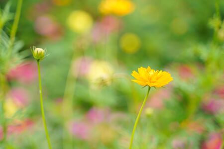 Yellow flowers in the garden, floral nature backgroundの写真素材