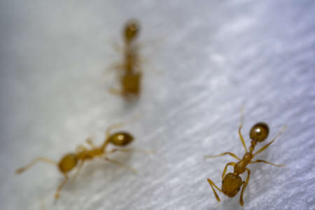 Red ant on white paperの写真素材