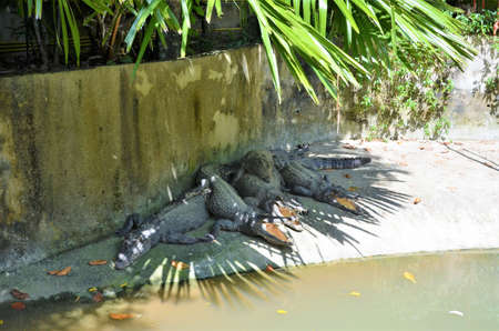 crocodiles