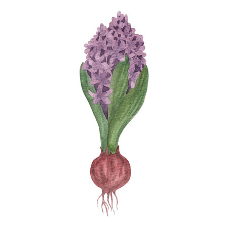 Purple hyacinth with bulb. The illustration is watercoloured and isolated on a white backgroundの写真素材