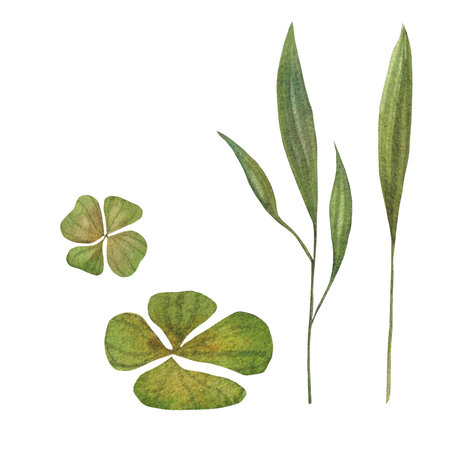 collection of watercolor painted green leaves and grass. Botanical illustration painted in watercolor on green background. object for your posterの写真素材