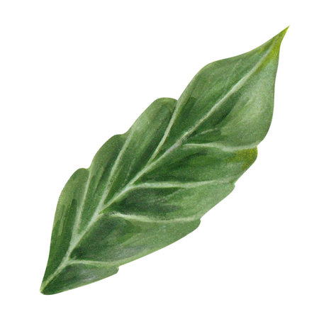 Green leaf hand-painted on a white background. isolated. realistic image. can be used as part of your design or as an independent objectの写真素材