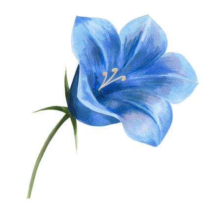 illustration of a bell flower drawn by hand. isolated on a white background. macro scale , large size. blue flower. For the design of postcards, notepads, invitationsの写真素材