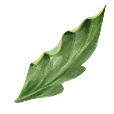 Green leaf hand-painted on a white background. isolated. realistic image. can be used as part of your design or as an independent objectの写真素材