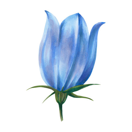 Hand drawn floral watercolor illustration. Closed blue bell bud. Illustration for design, card, background or print isolated on white backgroundの写真素材