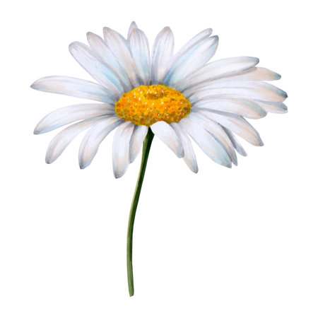White wild chamomile flower painted on white background in watercolor. handmade. Ready object for your banner, poster, infographic, postcard, invitationの写真素材