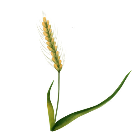 set of meadow grasses, wheat stalk. hand painted on white background. yellow spike of wheat, green grass leaves. isolated items for any kind of designの写真素材