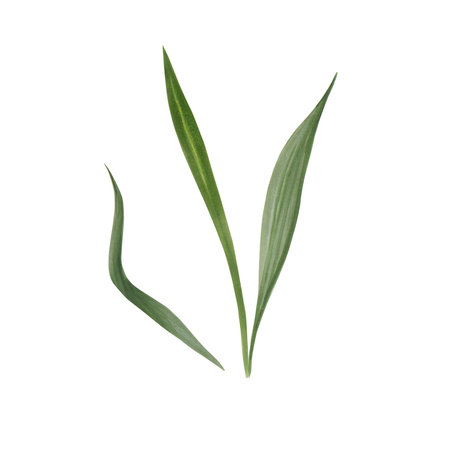 Set of watercolor painted grasses. Medicinal herbs. drawing of green herbs and flowers, painted wild plants, decorative herb frame, floral background, hand-painted nature element . Application for different kind of design and compositionの写真素材