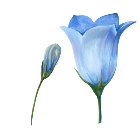 Hand drawn floral watercolor illustration. Closed blue bell bud. Illustration for design, card, background or print isolated on white background. Kitの写真素材