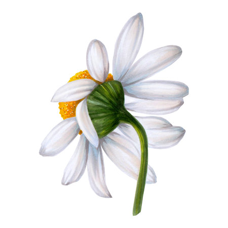White wild chamomile flower painted on white background in watercolor. handmade. Ready object for your banner, poster, infographic, postcard, invitationの写真素材
