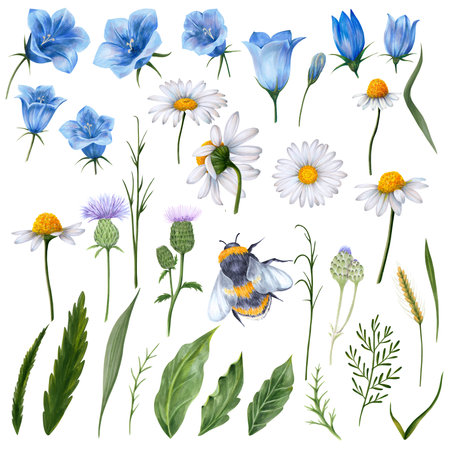 Large set of wildflowers. includes daisies, bellflower, milk thistle, milk thistle, wheat ear, leaves, grass, plant stems. Hand painted on a white background. Application for different kinds of designの写真素材