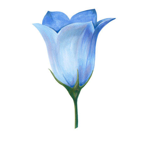 Hand drawn floral watercolor illustration. Closed blue bell bud. Illustration for design, card, background or print isolated on white backgroundの写真素材