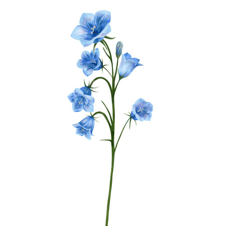 Bouquet with blue flowers, bluebells, young flower buds, Isolated on white background hand drawn. Japanese bell. Application for packaging design, postcards, invitation cardsの写真素材