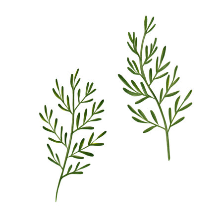 Set of watercolor painted grasses. Medicinal herbs. drawing of green herbs and flowers, painted wild plants, decorative herb frame, floral background, hand-painted nature element . Application for different kind of design and compositionの写真素材