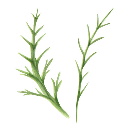 Set of watercolor painted grasses. Medicinal herbs. drawing of green herbs and flowers, painted wild plants, decorative herb frame, floral background, hand-painted nature element . Application for different kind of design and compositionの写真素材