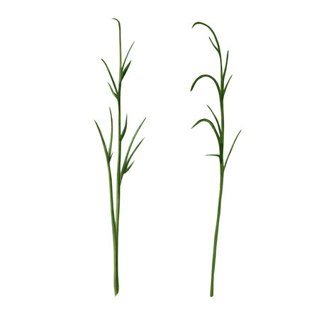 Set of watercolor painted grasses. Medicinal herbs. drawing of green herbs and flowers, painted wild plants, decorative herb frame, floral background, hand-painted nature element . Application for different kind of design and compositionの写真素材