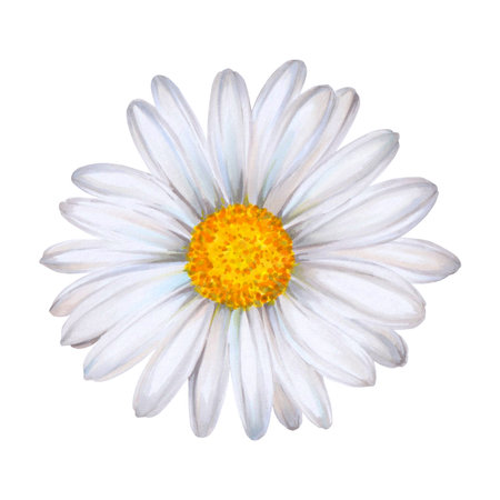 White wild chamomile flower painted on white background in watercolor. handmade. Ready object for your banner, poster, infographic, postcard, invitationの写真素材