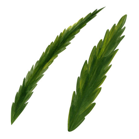 set of hand drawn green leaves isolated on white background. isolated. realistic image.の写真素材