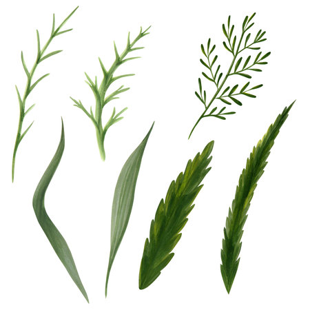 Set of watercolor painted meadow grasses. Medicinal herbs. drawing of green herbs and flowers, painted wild plants, decorative herb frame, floral background, hand-painted nature elementの写真素材