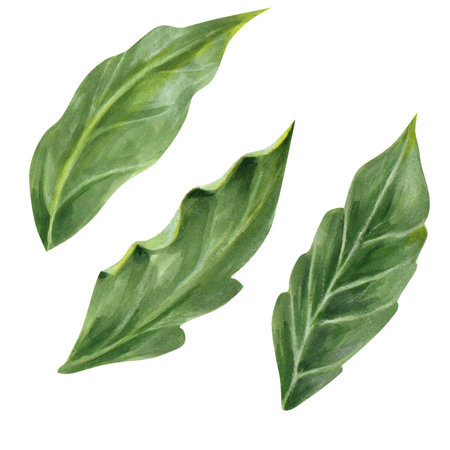 set of hand drawn green leaves isolated on white background. isolated. realistic image.の写真素材