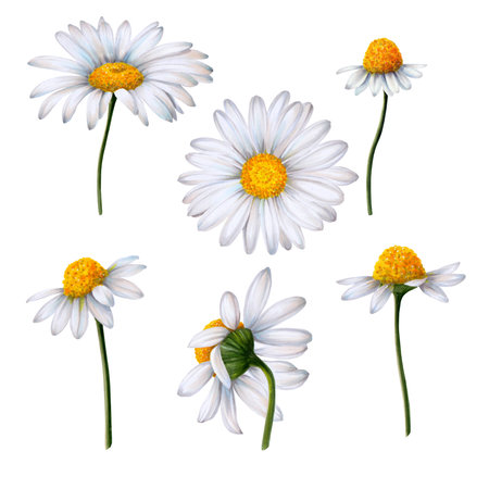 Set of chamomile flowers painted in watercolor on white backgroundの写真素材