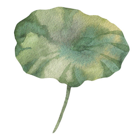 lotus leaf painted with watercolors isolated on white background. green round large leafの写真素材