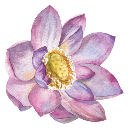 lotus flower painted in watercolor isolated on white backgroundの写真素材