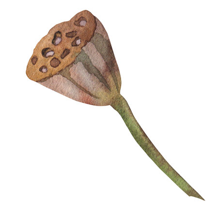 dry brown lotus with seeds painted in watercolor on white backgroundの写真素材