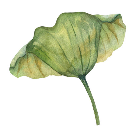 lotus leaf painted with watercolors isolated on white background. green round large leafの写真素材