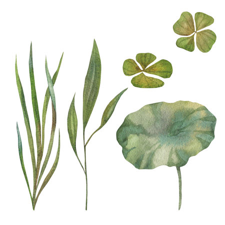 collection of watercolor green lotus leaves and grass. Botanical illustration painted in watercolor on a green background.の写真素材