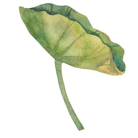 lotus leaf painted with watercolors isolated on white background. green round large leafの写真素材