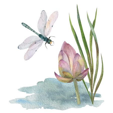 composition of green leaves with dry water lily, dragonfly and watercolor blue water spotの写真素材