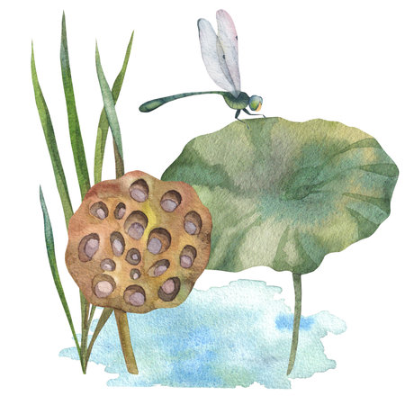 composition of green leaves with dry water lily, dragonfly and watercolor blue water spotの写真素材