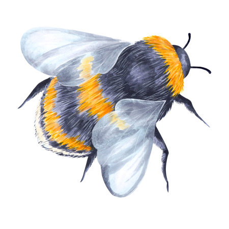 Watercolor bumblebee on white background painted by hand. Realistic image .の写真素材