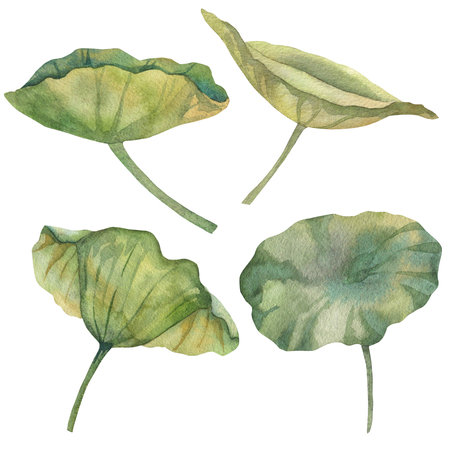 collection of watercolor green lotus leaves and grass. Botanical illustration painted in watercolor on a green background.の写真素材
