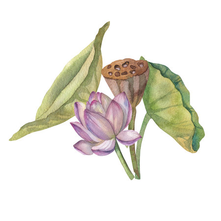 Set of pink lotus flowers and dry flowers painted in watercolor on white backgroundの写真素材