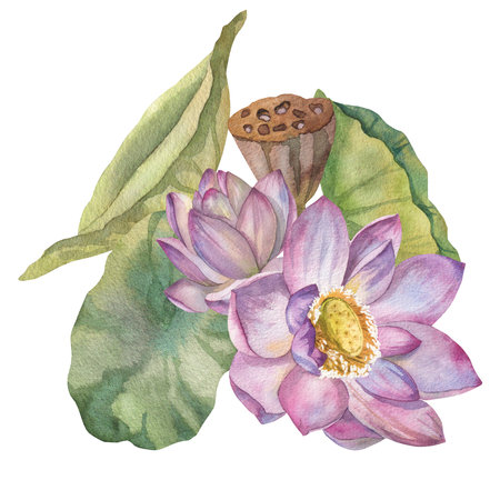 Set of pink lotus flowers and dry flowers painted in watercolor on white backgroundの写真素材