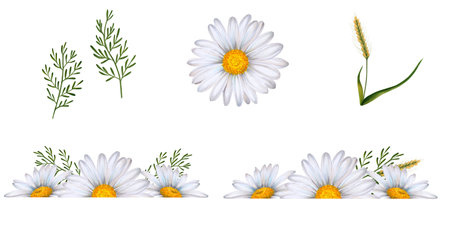 Set of watercolor floral banners, composition of wildflowers and plants drawn on white background. White daisies, green leaves, bumblebee, ears of wheat.の写真素材