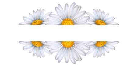 Set of watercolor floral banners, composition of wildflowers and plants drawn on white background. White daisies, green leaves, bumblebee, ears of wheat.の写真素材