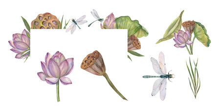 Rectangular arrangement of lotus flowers and green and dry leaves flying dragonflies.の写真素材