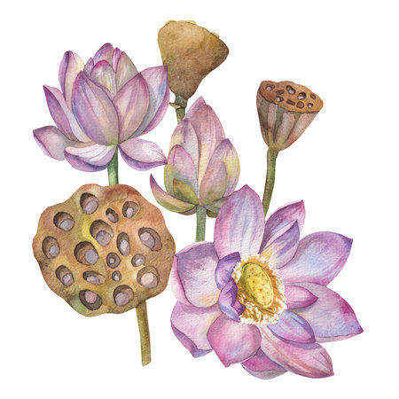 Set of pink lotus flowers and dry flowers painted in watercolor on white backgroundの写真素材