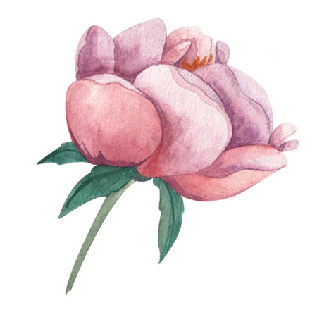 watercolor illustration of rose flower, peony. Hand drawn on isolated white background. Flat cartoon illustration. For wedding, invitations, cardsの写真素材