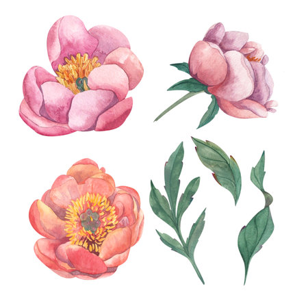 Watercolor illustration of composition of three pink peony flowers, roses, with green leaves. Drawn in watercolor on white background. Isolated from background. Suitable for wedding invitations, cards, business cards, bannersの写真素材
