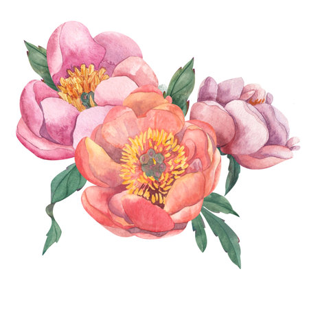 Watercolor illustration of composition of three pink peony flowers, roses, with green leaves. Drawn in watercolor on white background. Isolated from background. Suitable for wedding invitations, cards, business cards, bannersの写真素材